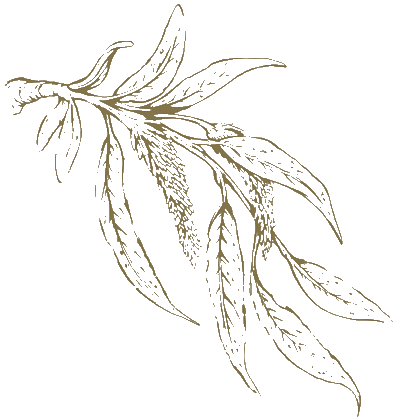 Gaur Project in Noida